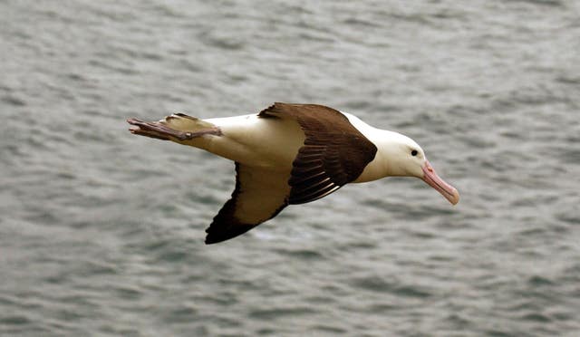 The study found albatrosses are also at risk from climate change (John Stillwell/PA)