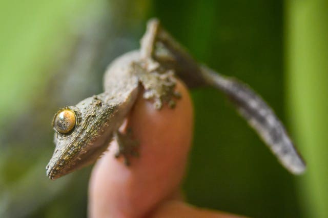 The tiny creature can blend in to its surroundings (Ben Birchall/PA)