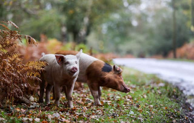 Pigs