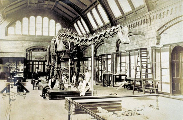 Dippy the Diplodocus in the central hall at the Natural History Museum in 1905 (PA Wire / Natural History Museum)