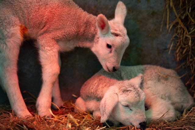Newborn lambs in Warwickshire