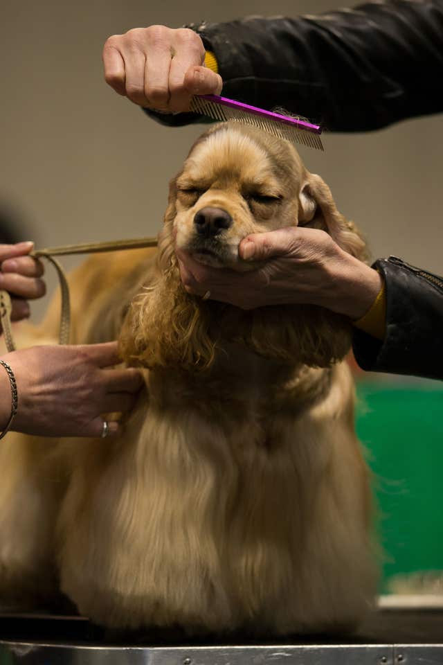 Crufts Dog Show