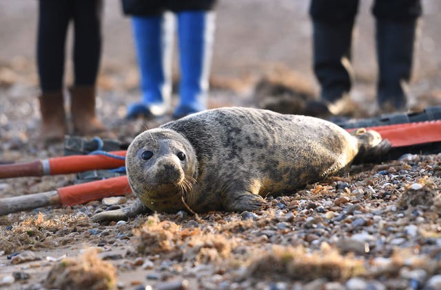 Gnasher is released back into the wild at Hunstanton beach