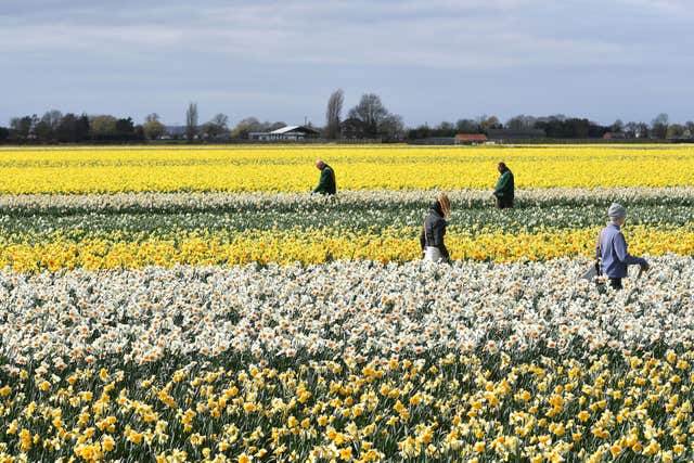 Workers make their way along rows of daffodils removing any rogue varieties at Taylors Bulbs in Holbeach, Lincolnshire (Joe Giddens/PA)