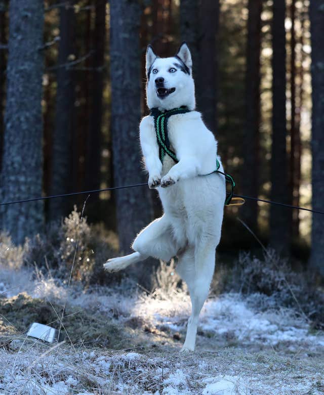 Aviemore Sled Dog Rally 2019