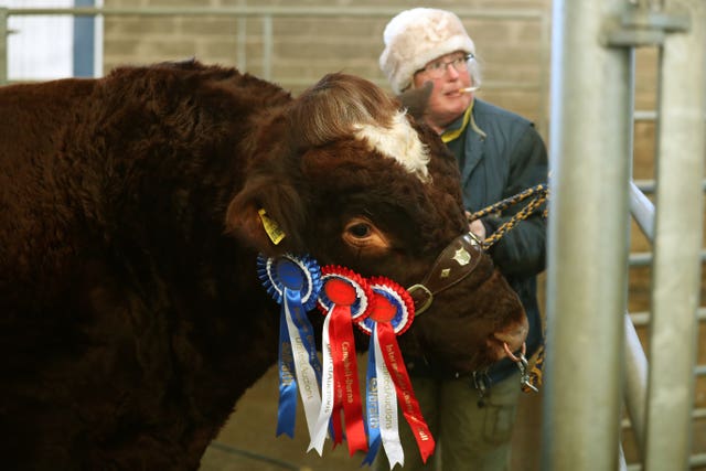 United Auctions’ Stirling Bull Sales
