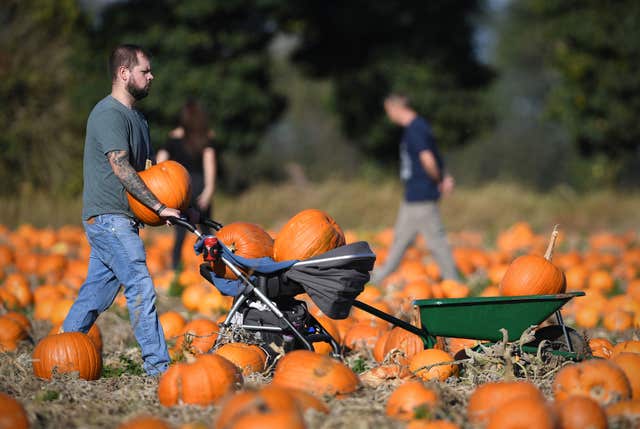 Undley Pumpkin Patch