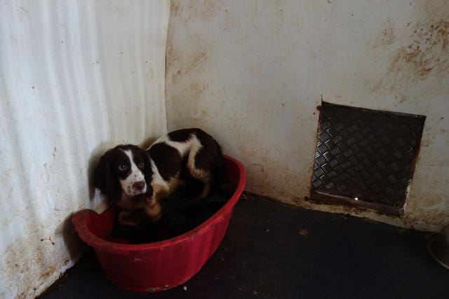 Puppy farmers jailed