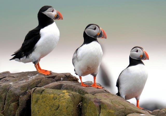 Puffins on Farne Island