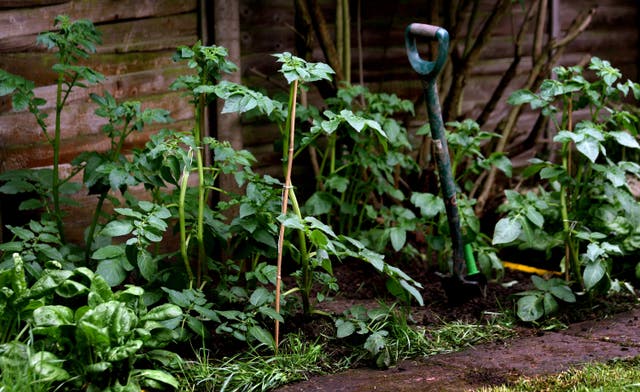 Food growing