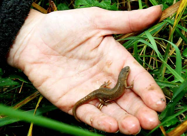 Ed Sheeran to do newt check