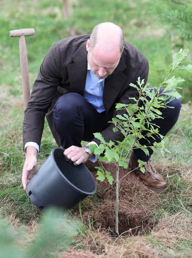 The Prince of Wales planting a sessile oak, the national tree of Wales