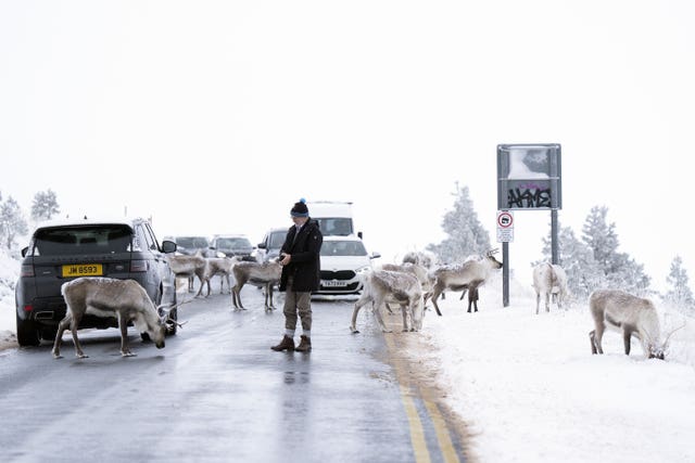 A man looks at a reindeer after a herd of them stopped traffic