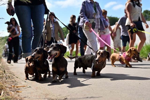 The dachshund breed parade at Goodwoof