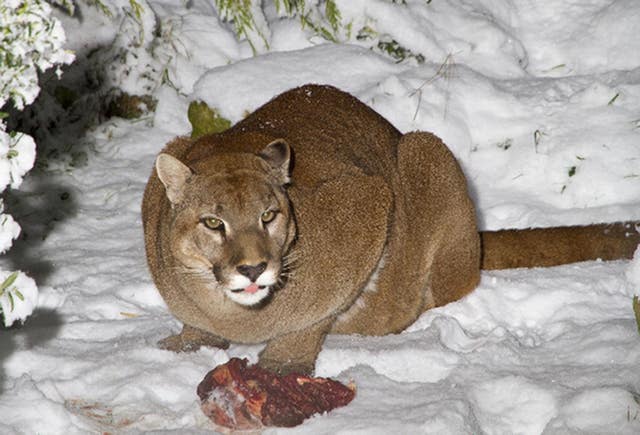 Cougars are also known as pumas or mountain lions (Shepreth Wildlife Park/PA)