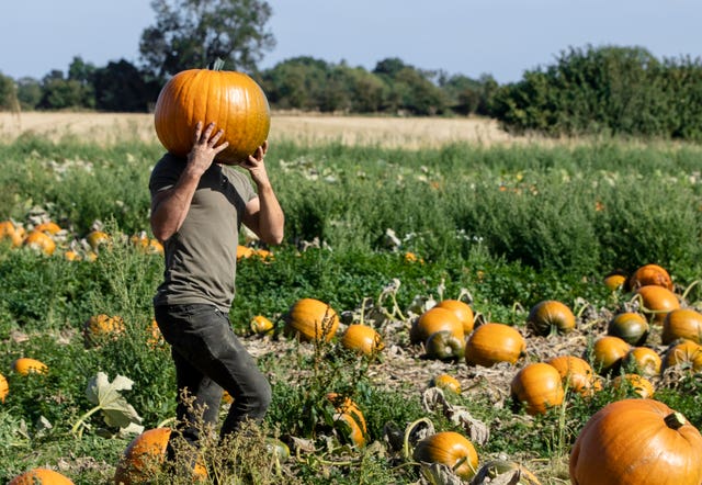 Pumpkin harvest