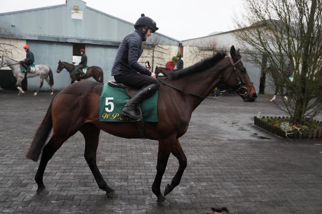 Kemboy during a recent stable visit to Willie Mullins' yard