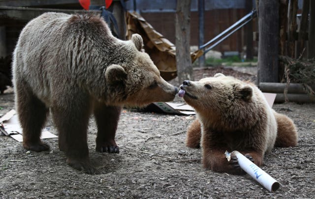 Rescued brown bear cubs Mish, left, and Lucy explore gifts stuffed with their favourite treats ahead of their move from the Wildwood Trust in Kent to their forever home at the Trust’s sister site, Escot in Devon