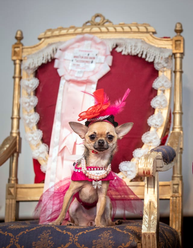 Dolly the Chihuahua sitting in her throne