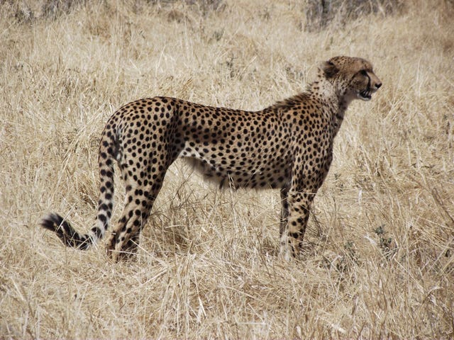 A cheetah