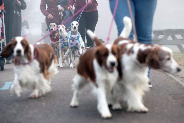 Crufts 2018 – Day Two