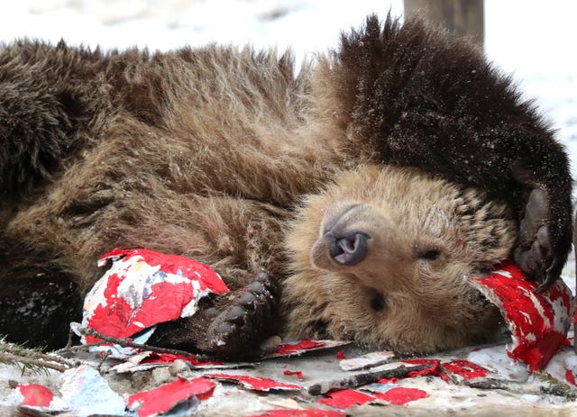 Valentine’s at the Wildwood Trust
