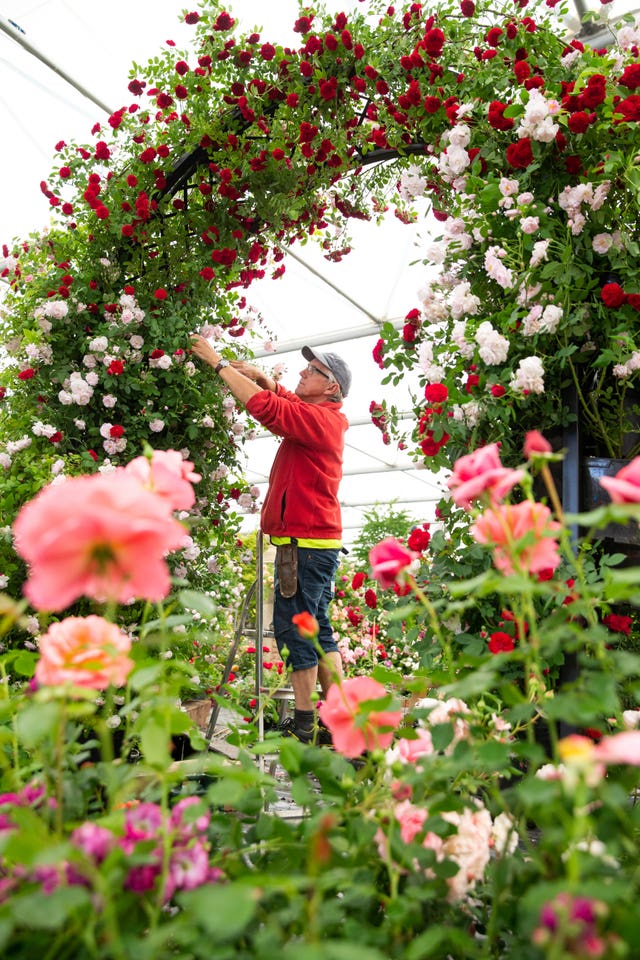 Roses being pruned