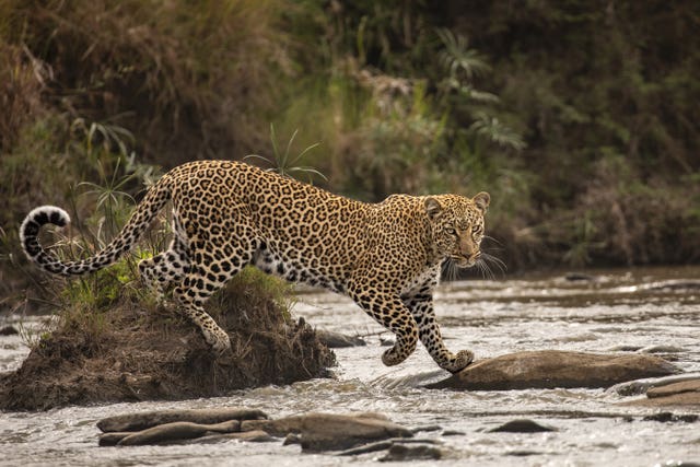 Wildlife Photographer of the Year
