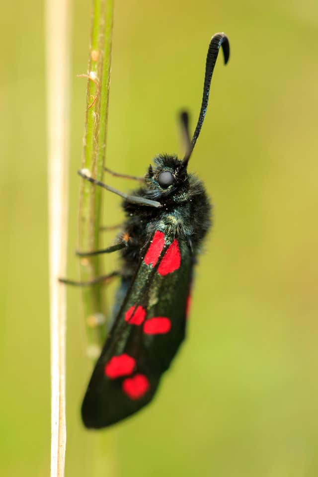 Burnet moth research