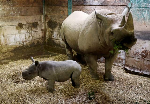 Black Rhino Kisima stands with her three-week-old calf (Gareth Fuller/PA)
