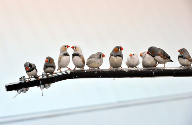 Finches