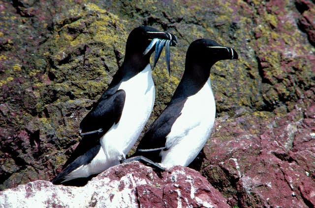 Island of Mingulay seabird breeding season