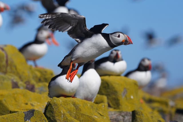 Puffins on the Farne Islands in Northumberland