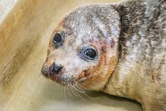 Hubble the seal