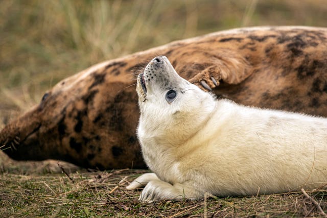 Grey seals return to Donna Nook National Nature Reserve