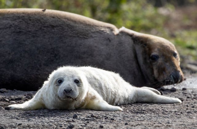 Grey seal pup
