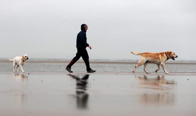 Labrador retriever
