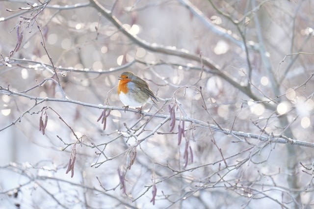 A robin perches on an icy tree in the Cairngorms