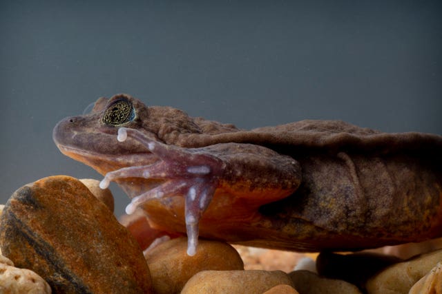 Juliet, a female Sehuencas water frog who has been rescued by an expedition team (Robin Moore/Global Wildlife Conservation/PA)