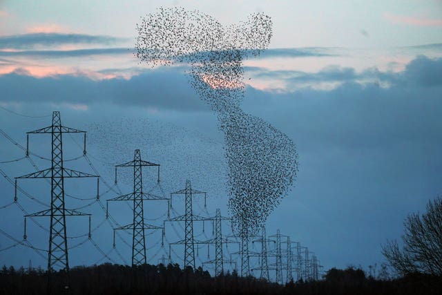 Starling murmuration