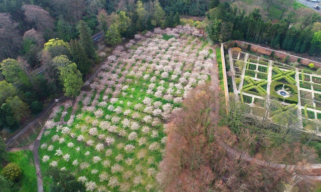 Blossom in Alnwick Garden