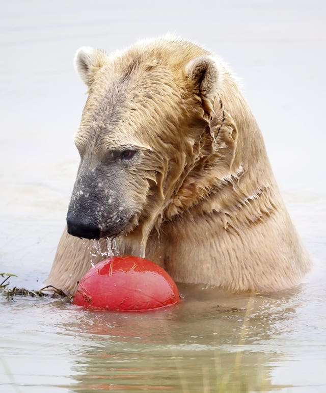 Hamish the polar bear