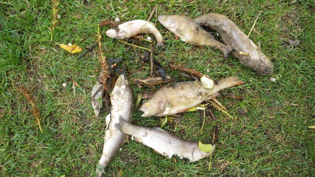 Anglian Water fined for dumping raw sewage