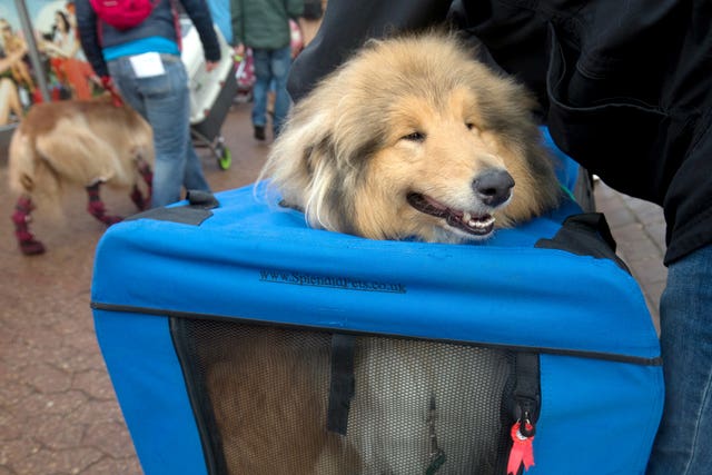 Crufts 2018 – Day Two