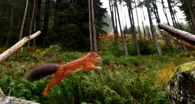 A Red Squirrel (Owen Humphreys/PA)