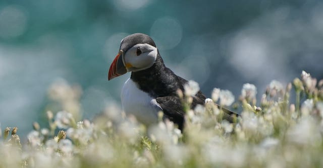 Puffins
