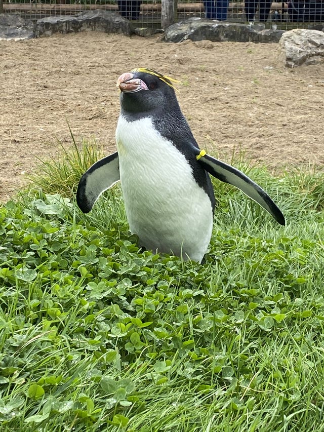 Macaroni penguins find new home