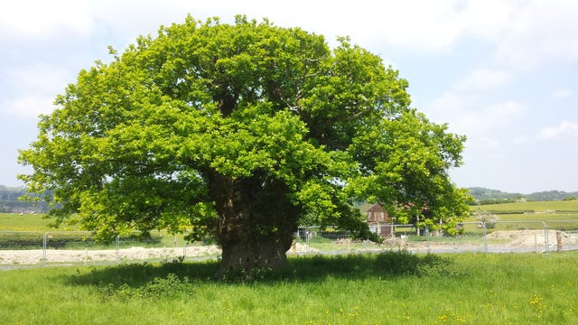 The Brimmon Oak