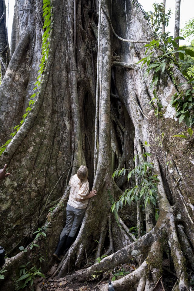 Sophie looks up at the Oje Tree during the biodiversity nature walk