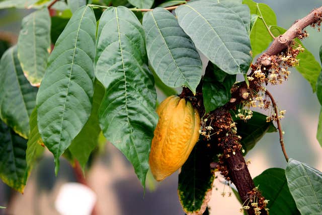 International Cocoa Quarantine Centre